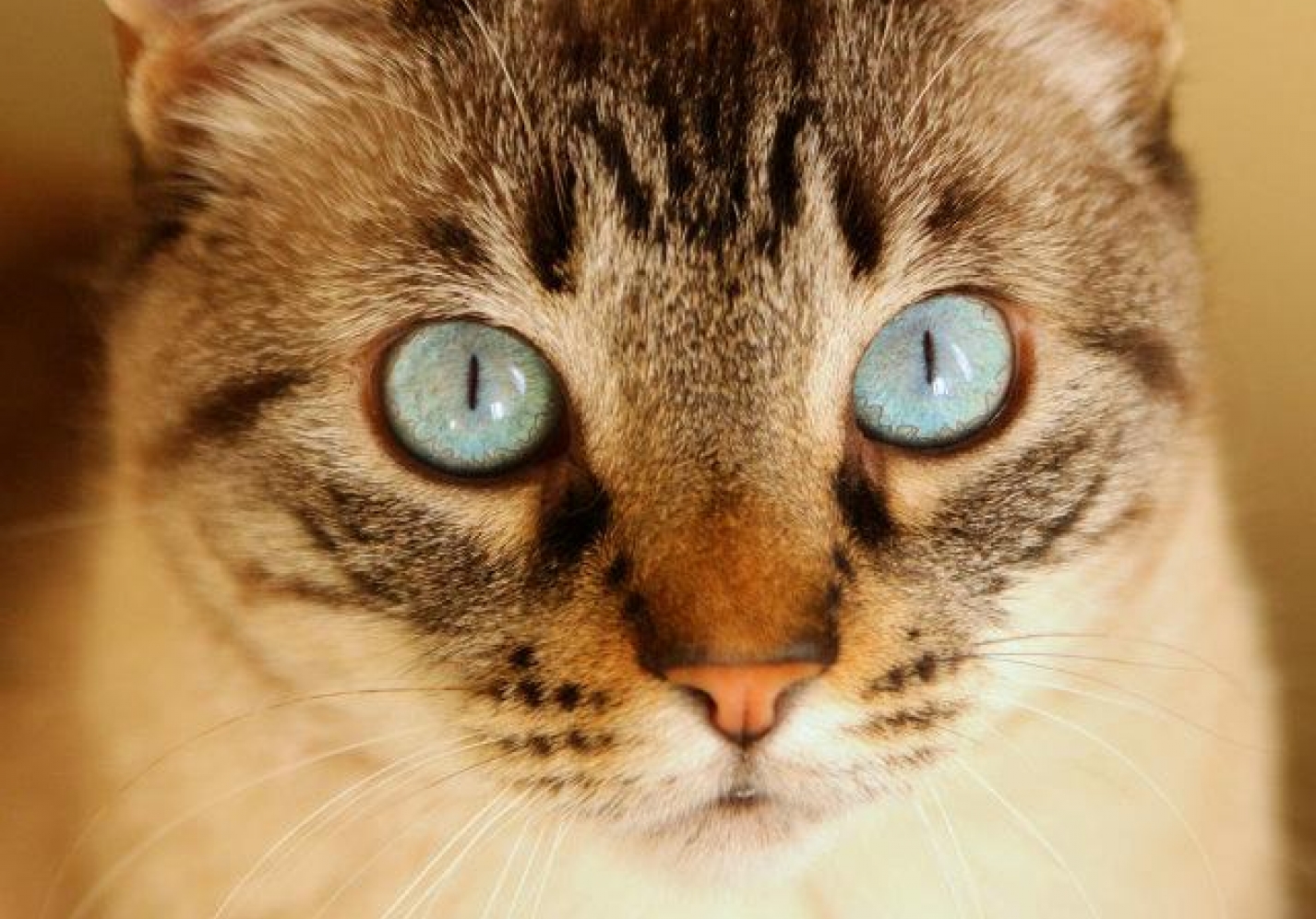 Promotional banner - Slider item 1 image - This slider item promotes our latest offers and up